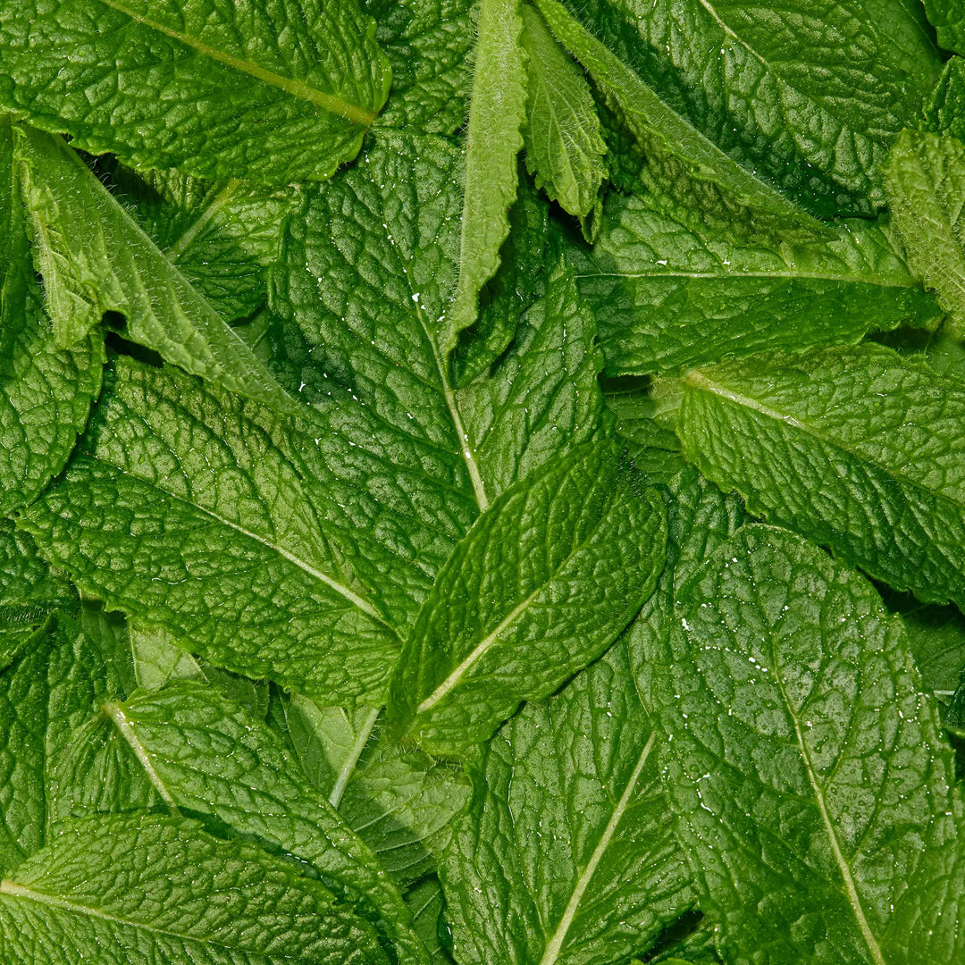 Peppermint Essentials Bundle