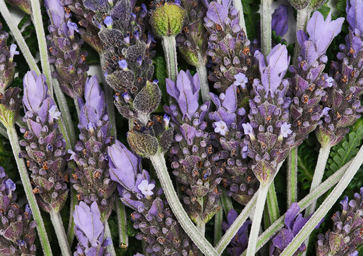 Made with Organic Ingredients  