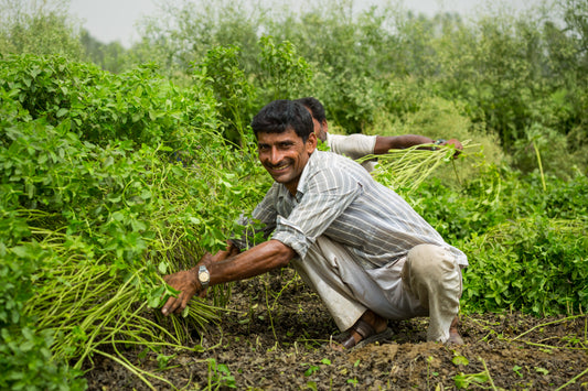 What Is Regenerative Organic Agriculture?