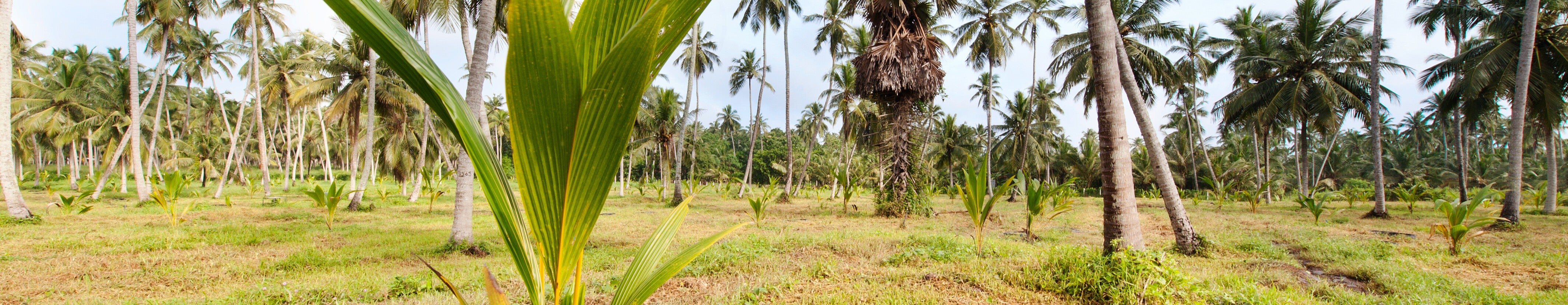regenerative organic agriculture