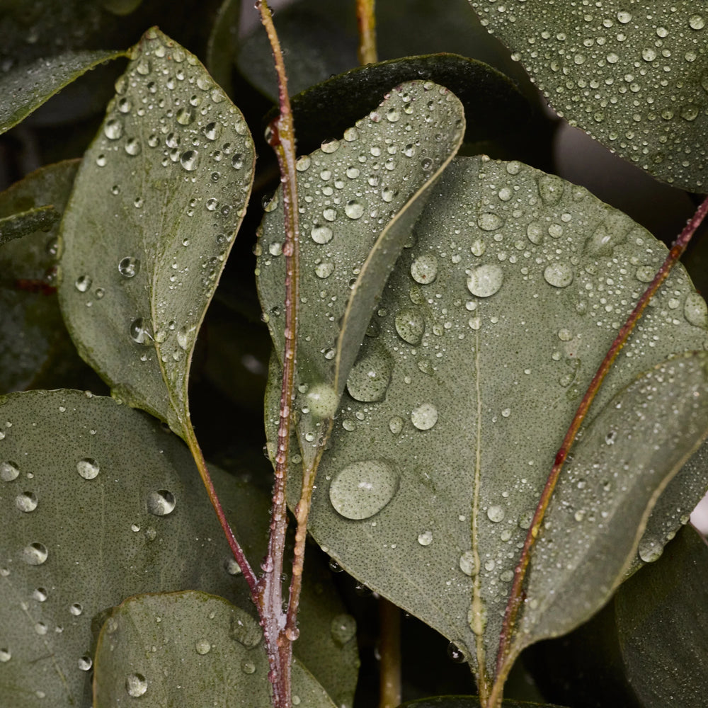 PURE-CASTILE BAR SOAP Eucalyptus [5 oz]