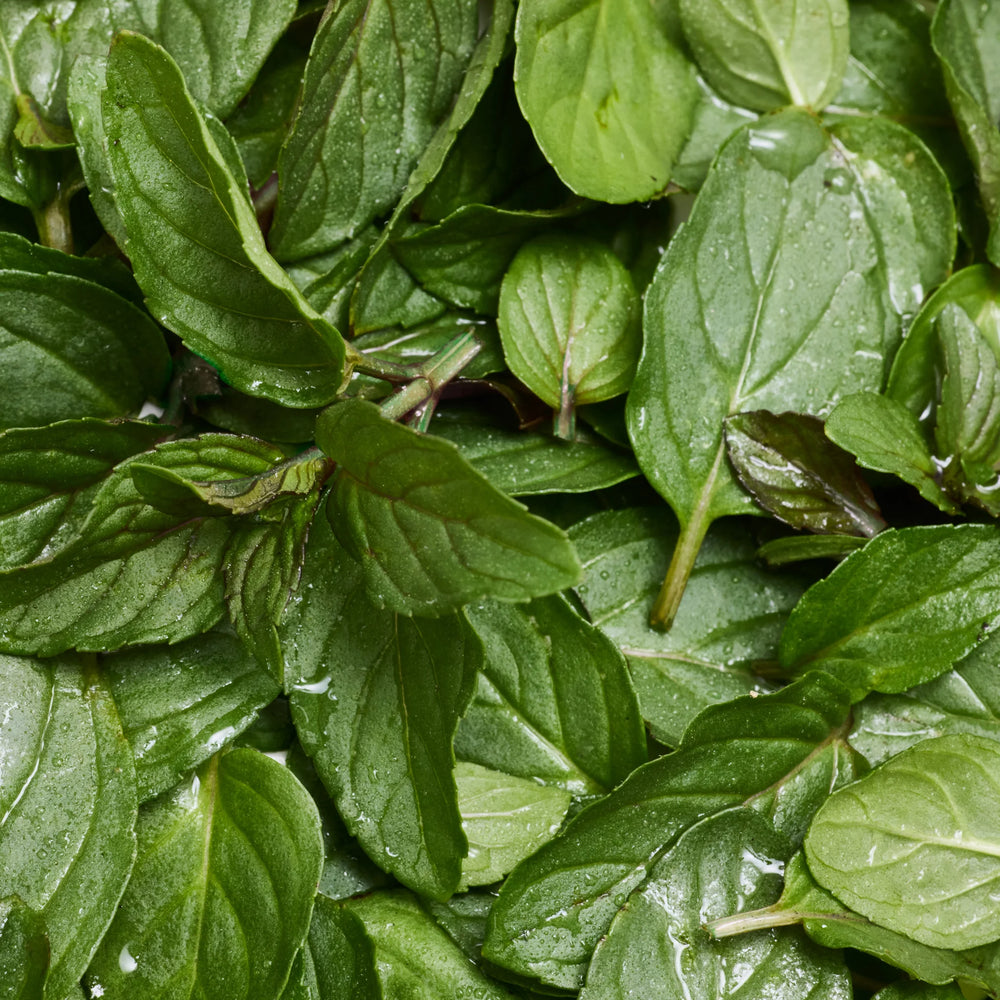 PURE-CASTILE BAR SOAP Peppermint [5 oz]