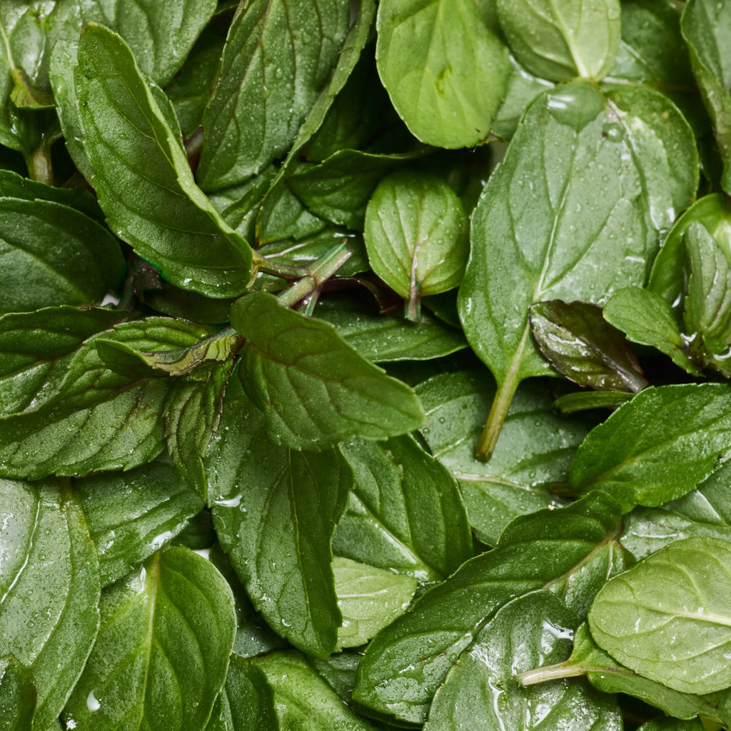 Fresh green mint leaves overlap each other, showcasing vibrant color and texture, promoting natural ingredients ideal for Dr. Bronners peppermint castile soap, a sustainable, biodegradable, and eco friendly product choice [5 oz]