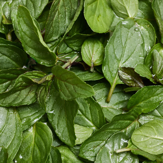 Fresh green mint leaves overlap each other, showcasing vibrant color and texture, promoting natural ingredients ideal for Dr. Bronners peppermint castile soap, a sustainable, biodegradable, and eco friendly product choice [5 oz]