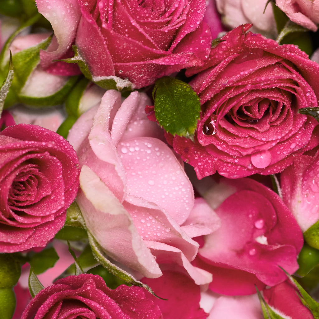 Pink roses glistening with water droplets clustered together amidst lush green leaves, creating a vibrant and fresh floral display [5 oz]