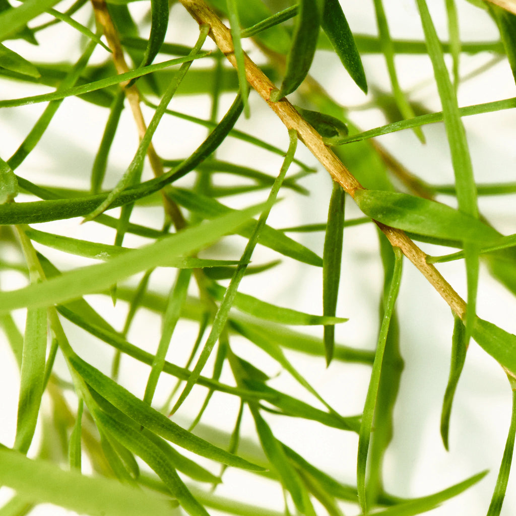 Green, slender tea tree leaves branch out intricately against a white background, highlighting their vibrant color and natural texture. Perfect for promoting organic and eco friendly products like natural castile soap [5 oz]